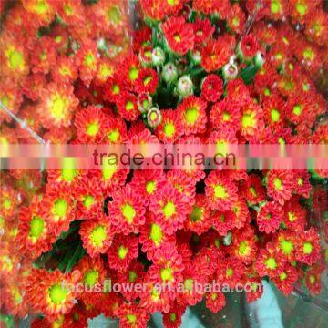 A Grade Different Varieties Of Small Sprayed Chrysanthemum For Sale