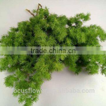 Cut Leaf Natural Plant Asparagus Exporting Fresh Cut Decorative Banquets From Yunnan