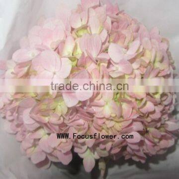 High-class Fresh Cut Flowers Colombia Silk Vision Flowers Wholesale Kunming Flower Exporter From Rolane photo-2