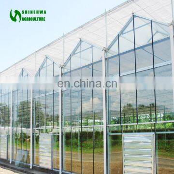 Professional Hydroponics Tomatoes Glass Greenhouse