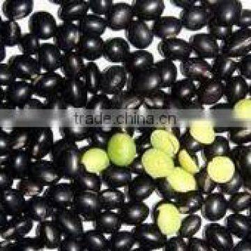 black bean with green kernel