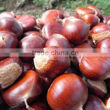 Nut Style Non-GMO Organic Roasted Chestnut Snacks photo-4