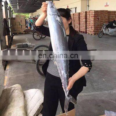 Fresh Seafood Scientific Name of Spanish Mackerel photo-4