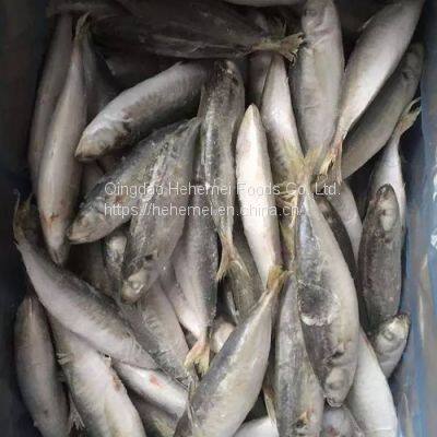 BQF IQF Whole Round Scad Mackerel Frozen Horse Mackerel Fish photo-5
