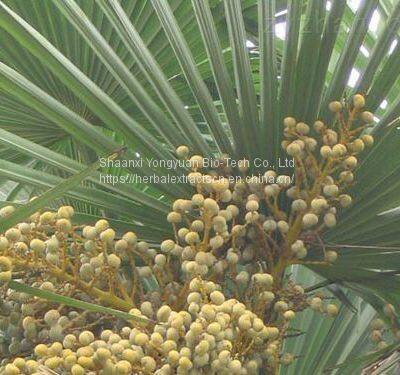 Saw Palmetto Extract, Fatty Acids 25%, Saw Palmetto fruit powder Extract, Yongyuan Bio