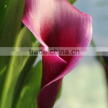 Cut Fresh most popular fresh cut calla lilies