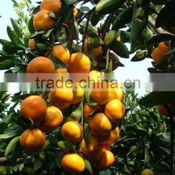 2014 new crop chinese Fresh baby orange