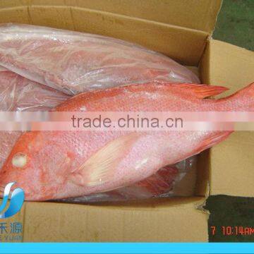 Frozen Red Snapper fish whole round IQF