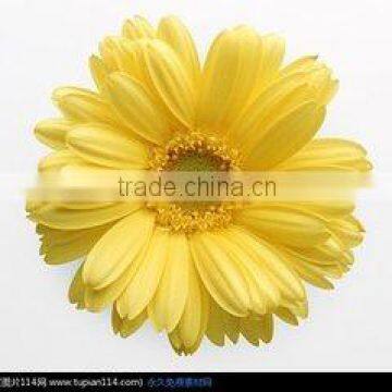 preserved flowers fresh cut flowers Gerber flower