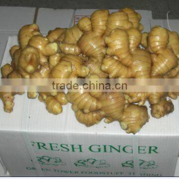 Brand New New Chinese Fresh Ginger With Great Price