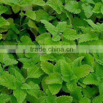 Melissa Officinalis essential oil