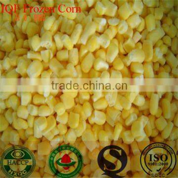 IQF FROZEN SWEET CORN YELLOW CORN PRICE