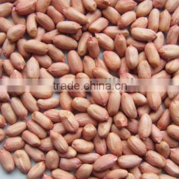 Groundnut Kernel 24/28 with competitive price