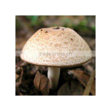 Pharmaceutical stuff Agaricus Blazei Extract