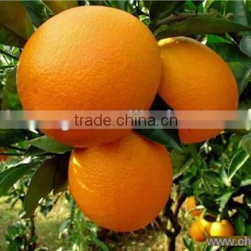 the best fresh navel orange