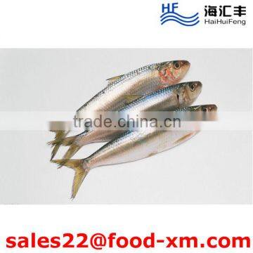 Light Catching Frozen Whole price frozen sardine for Biat from China