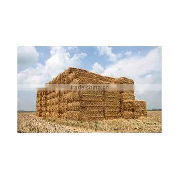 wheat straw hay bale, hay bale, straw bale, wheat hay bale, wheat straw, straw hay bale