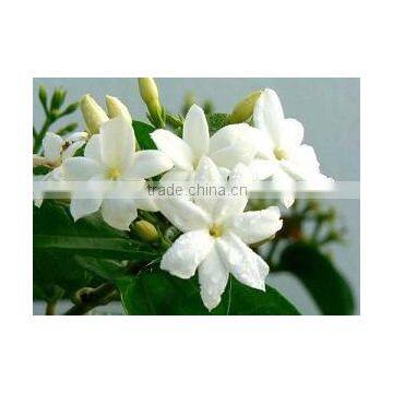 Jasmine Spanish Flower