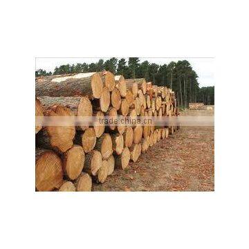 Pinus Carribaea photo-2