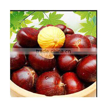 2015 Bukl horse chestnuts