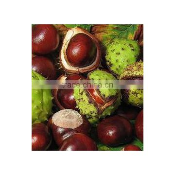 p.e horse chestnut