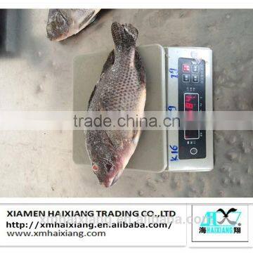 Farm frozen tilapia fish for sale