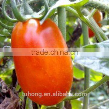 HighYield"Must Have"Heat Resistance Red Tomato Seeds