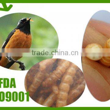 Freeze Dried Mealworms/Freeze Dried Tenebrio Molitors for Pets photo-6