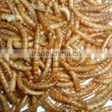 Wholesale Pet Food / Poultry Feed Mealworm photo-4
