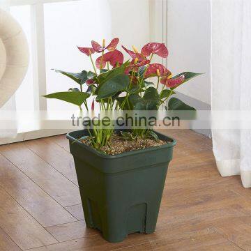 Chinese Rose Flower Pot