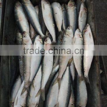 Low Price Canned Fish Sardine Frozen Sardine for Canning photo-4