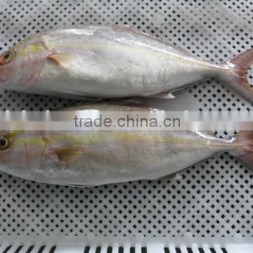 Hot sale Frozen Fish Hamachi yellowtail fish Whole Round Exporting