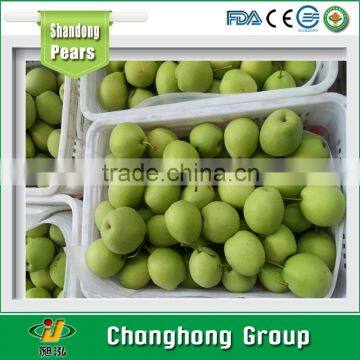 shandong pear/korea pear/ fresh fruit exporters China