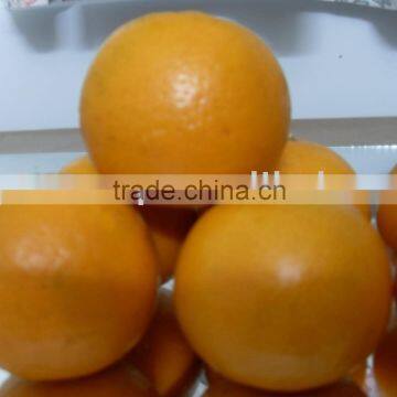 Mandarin Orange, Citrus Fruit from Pakistan