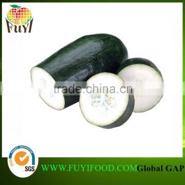 Fresh Vegetable Chinese Winter Melon White Gourd For Export