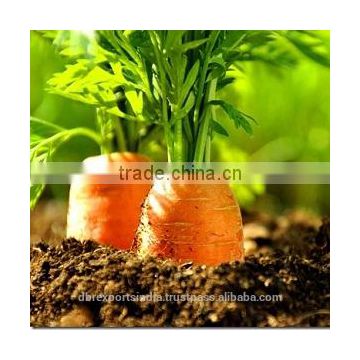 100% Carrot Seed Oil (CNS)