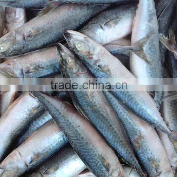 Sea Frozen Quality Products WR Mackerel 200-300g