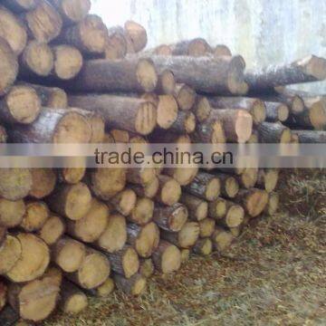 TEAK WOOD