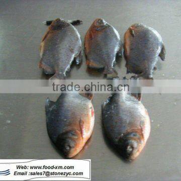 supply 500-1000g pomfret pomfret from China