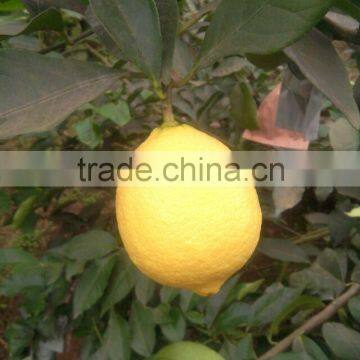 Fresh Lemon photo-6