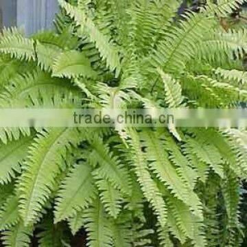 Nephrolepis exaltata aurea new (Golden Fern New)