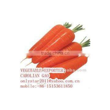 HOT HOT !!(XIAMEN)FRESH CARROT