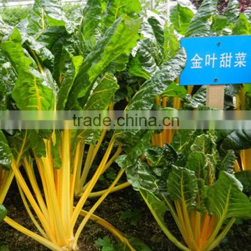 Chinese sweet vegetable hybrid yellow vegetable seeds growing-Golden yellow