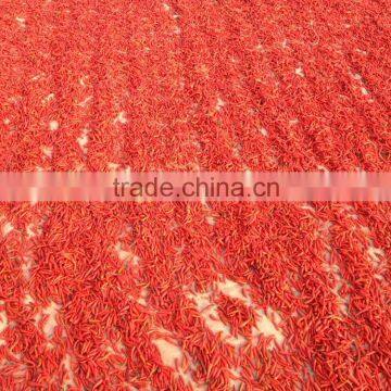 Dried red hot chilli