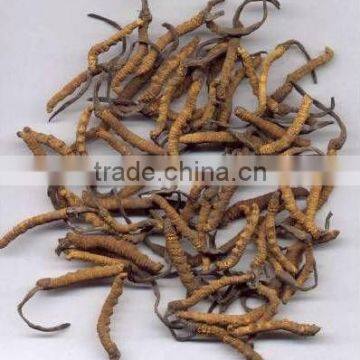 Natural Cordyceps Sinensis