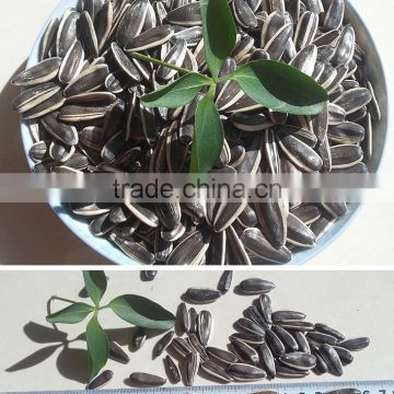 promotion striped sunflower seeds with competitive price