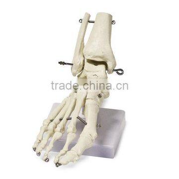 China human foot bone model