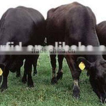 2015 Wholesale LF/HF/UHF Rfid Animal Indentification Tags / Tracking Tags photo-5