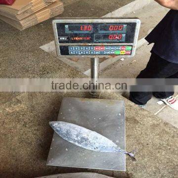 Bonito fish whole frozen frigate mackerel fish for sale