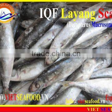 IQF LAYANG SCAD WHOLE ROUND photo-2